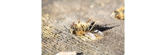 bee DEAD pesticide