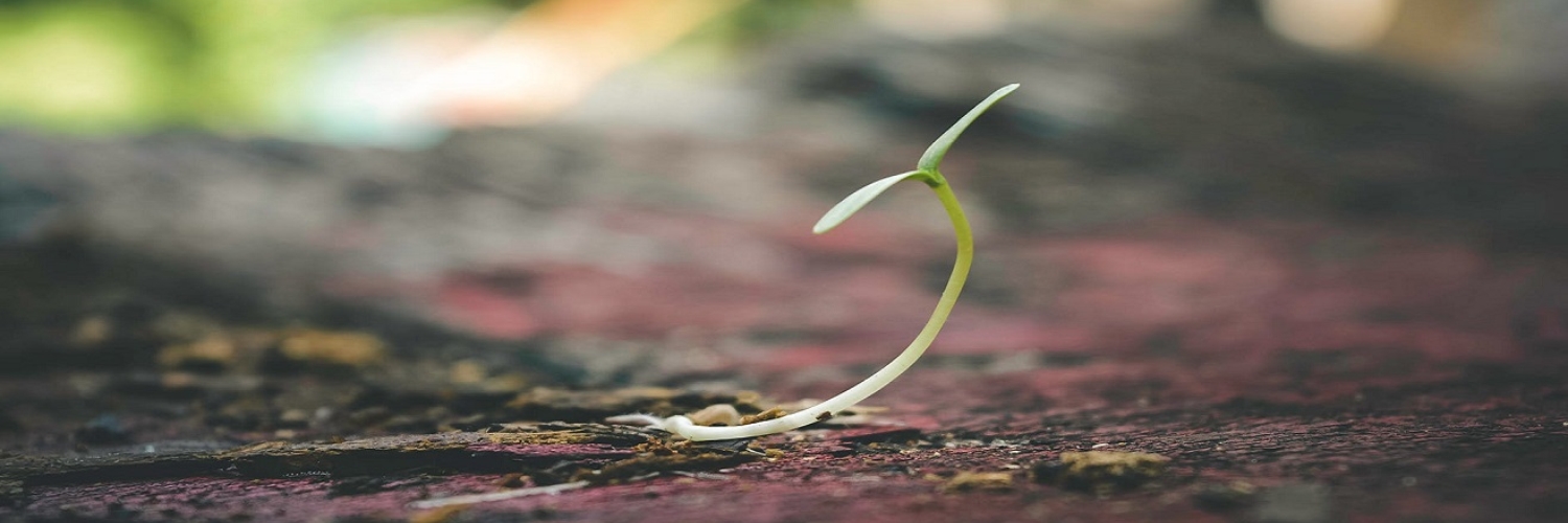 seeds